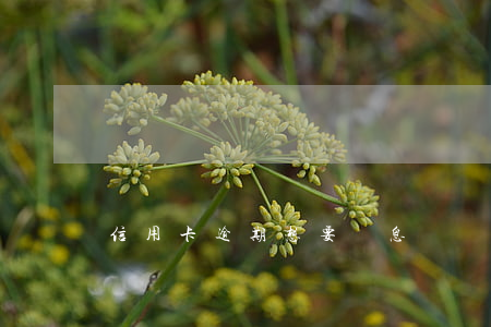 信用卡逾期想要減息？處理方法大揭秘！